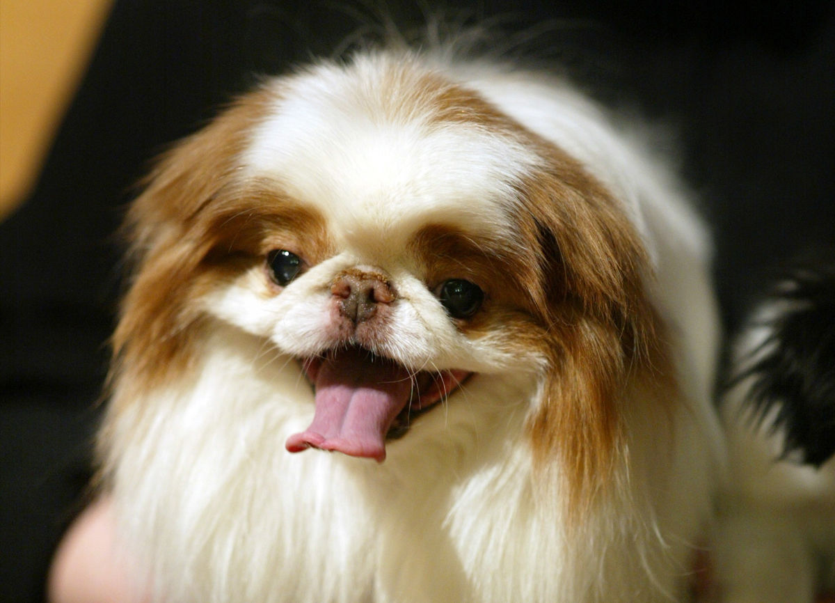 Japanese Chin